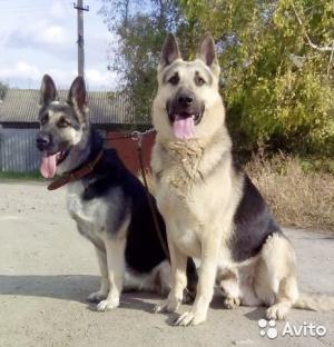 Прикачена снимка