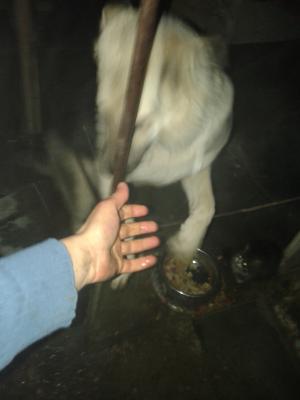 Прикачена снимка