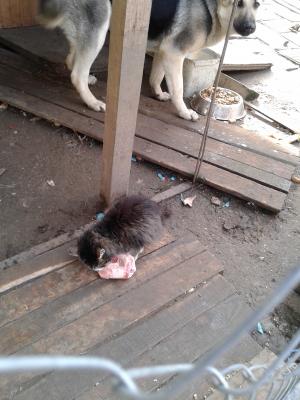 Прикачена снимка