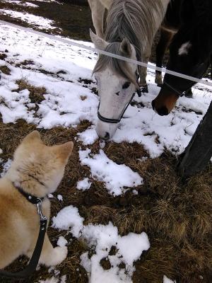 Прикачена снимка