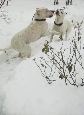 Прикачена снимка