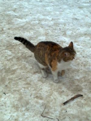 Прикачена снимка