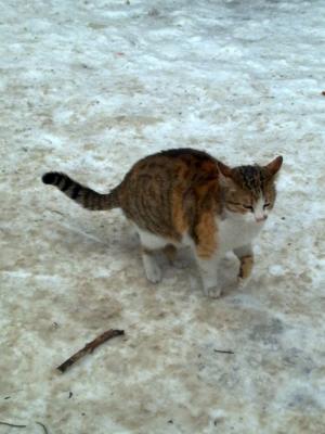 Прикачена снимка