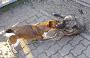 Прикачена снимка