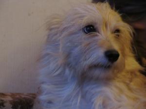 Прикачена снимка