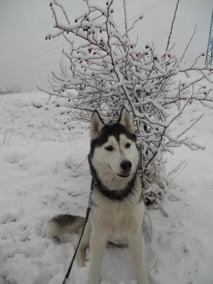 Прикачена снимка