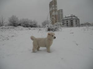 Прикачена снимка