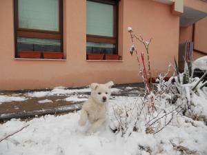 Прикачена снимка