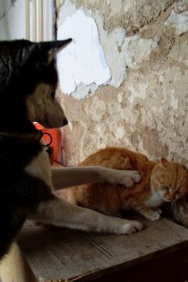 Прикачена снимка