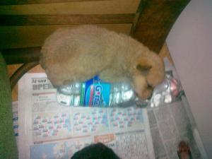 Прикачена снимка