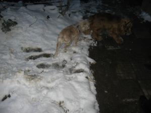 Прикачена снимка