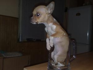 Прикачена снимка