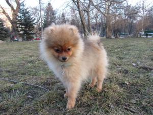 Прикачена снимка