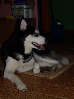 Прикачена снимка