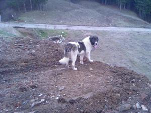 Прикачена снимка