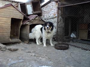 Прикачена снимка
