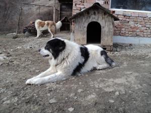 Прикачена снимка