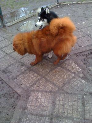 Прикачена снимка