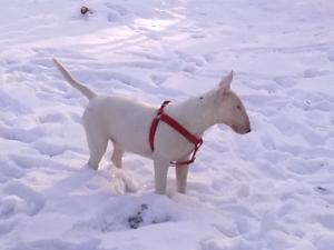 Прикачена снимка