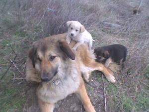 Прикачена снимка