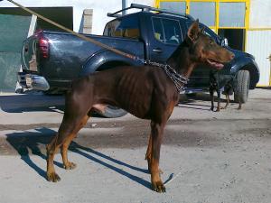 Прикачена снимка