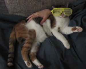 Прикачена снимка