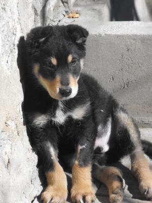 Прикачена снимка