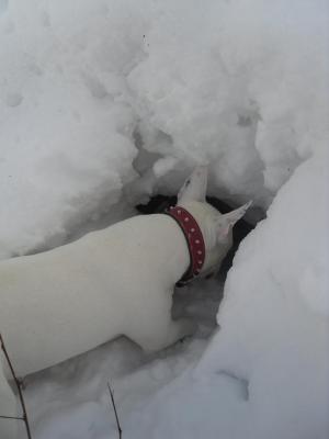 Прикачена снимка