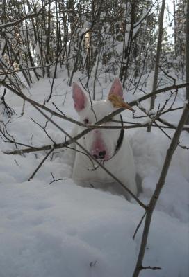 Прикачена снимка