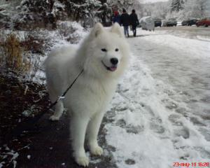 Прикачена снимка