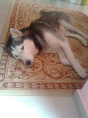 Прикачена снимка