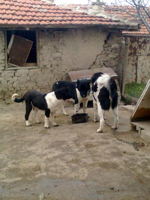 Прикачена снимка