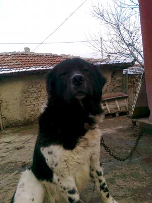 Прикачена снимка