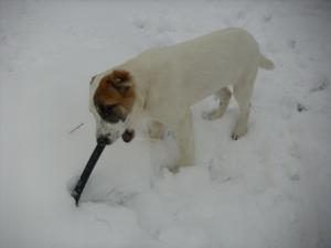 Прикачена снимка