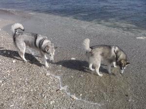 Прикачена снимка