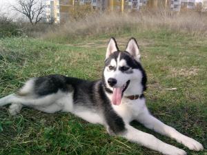 Прикачена снимка