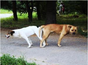 Прикачена снимка