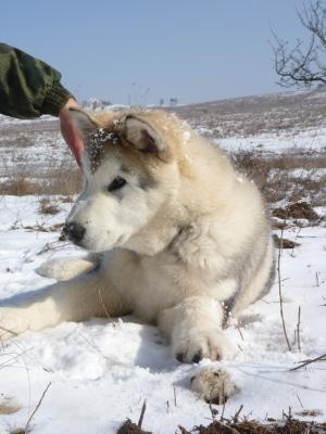 Прикачена снимка