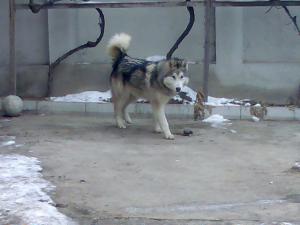 Прикачена снимка
