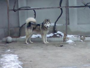 Прикачена снимка