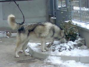 Прикачена снимка