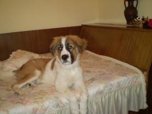 Прикачена снимка