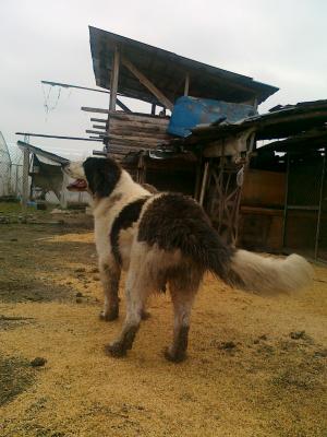 Прикачена снимка