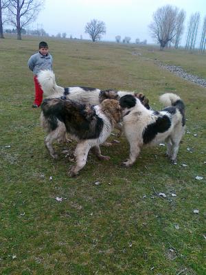 Прикачена снимка