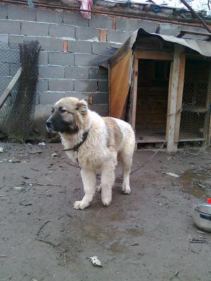 Прикачена снимка