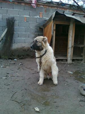 Прикачена снимка
