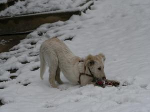 Прикачена снимка