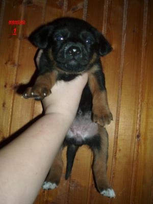 Прикачена снимка