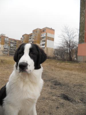 Прикачена снимка