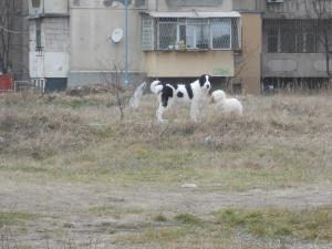 Прикачена снимка